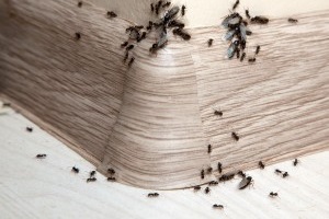 Ant Control, Pest Control in Muswell Hill, N10. Call Now 020 8166 9746