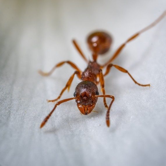 Field Ants, Pest Control in Muswell Hill, N10. Call Now! 020 8166 9746