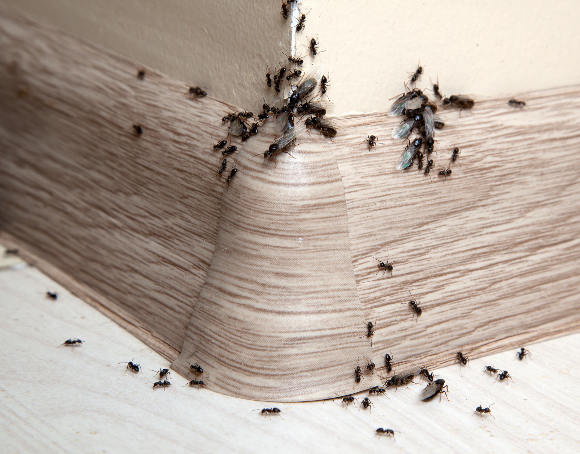 Ant Infestation, Pest Control in Muswell Hill, N10. Call Now 020 8166 9746