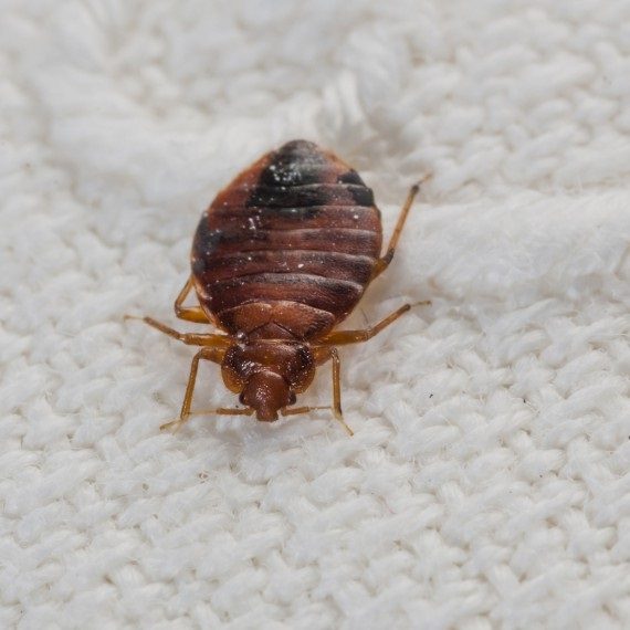 Bed Bugs, Pest Control in Muswell Hill, N10. Call Now! 020 8166 9746