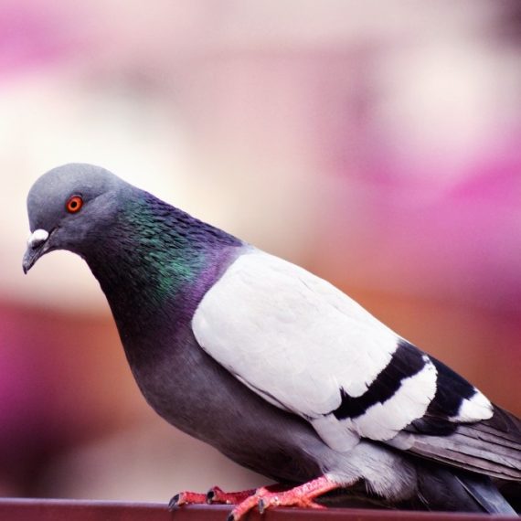 Birds, Pest Control in Muswell Hill, N10. Call Now! 020 8166 9746