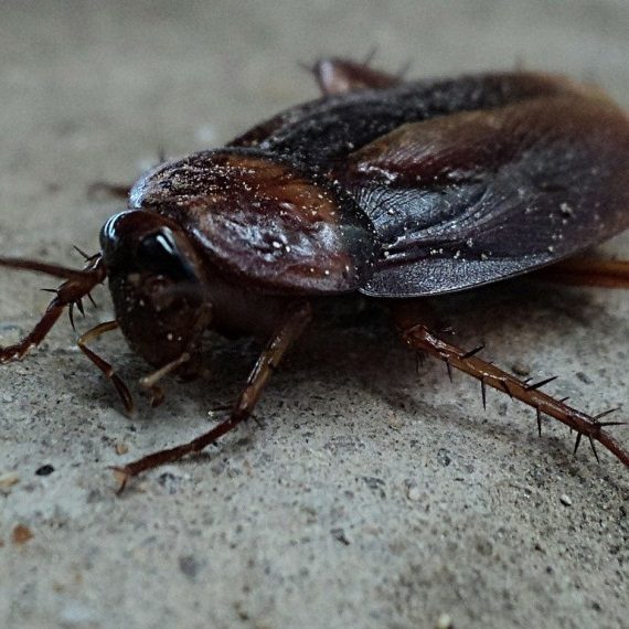 Cockroaches, Pest Control in Muswell Hill, N10. Call Now! 020 8166 9746