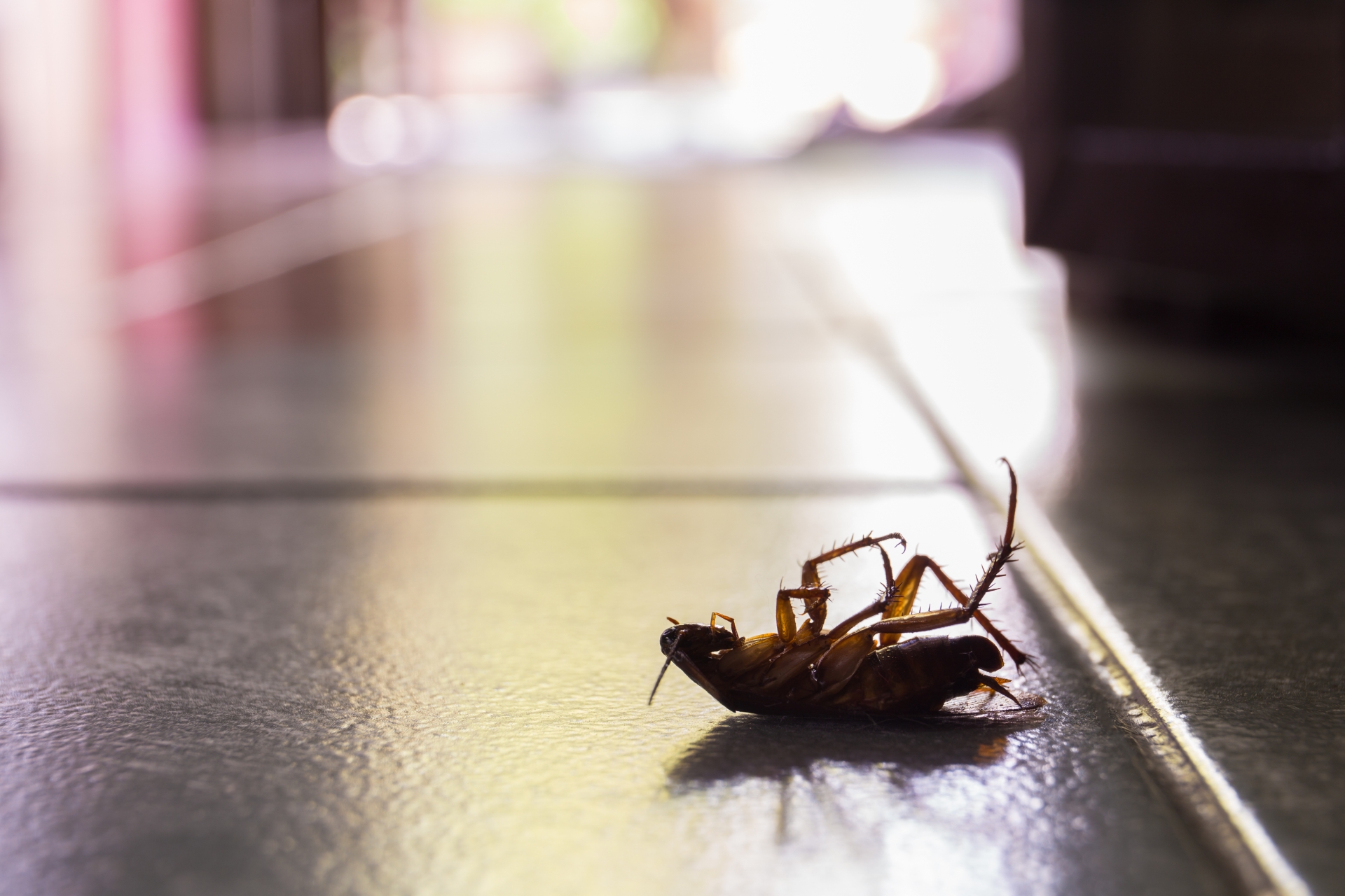 Cockroach Control, Pest Control in Muswell Hill, N10. Call Now 020 8166 9746