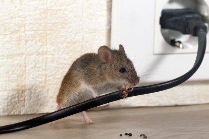 Pest Control in Muswell Hill, N10. Call Now! 020 8166 9746