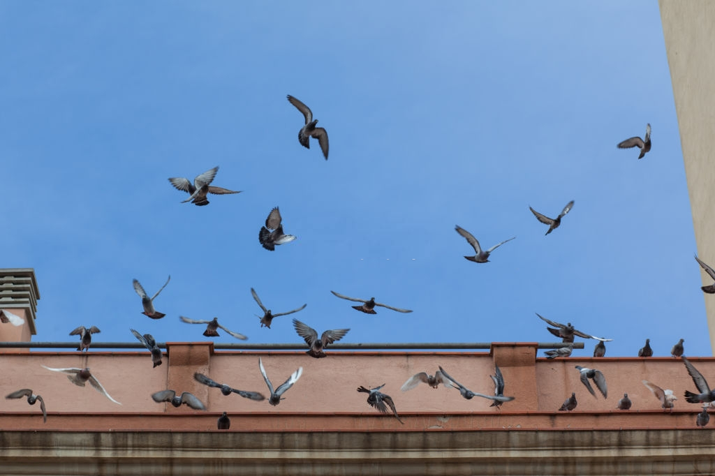 Pigeon Pest, Pest Control in Muswell Hill, N10. Call Now 020 8166 9746