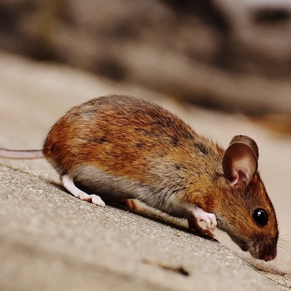 Mice, Pest Control in Muswell Hill, N10. Call Now! 020 8166 9746