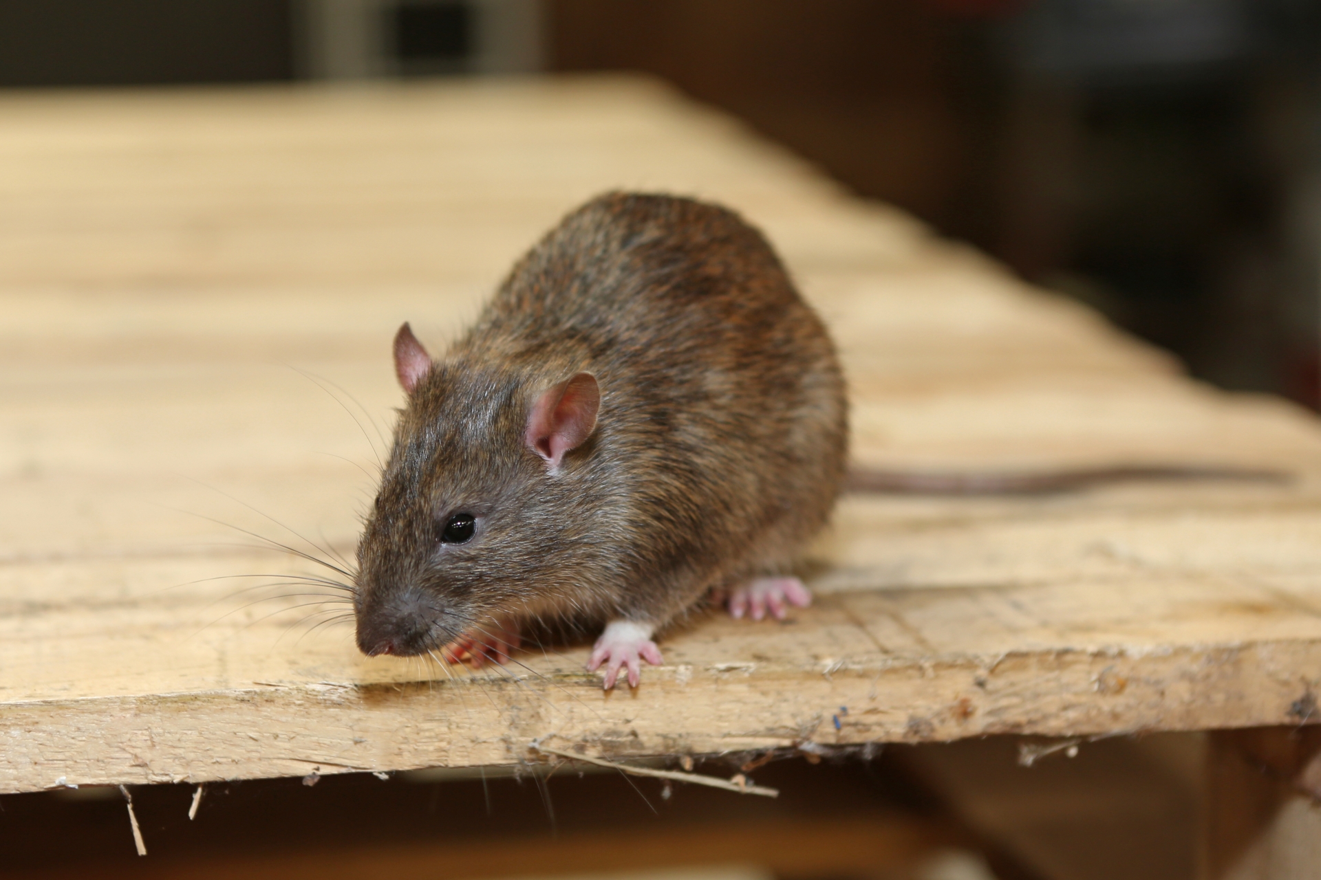Rat Infestation, Pest Control in Muswell Hill, N10. Call Now 020 8166 9746
