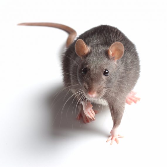 Rats, Pest Control in Muswell Hill, N10. Call Now! 020 8166 9746