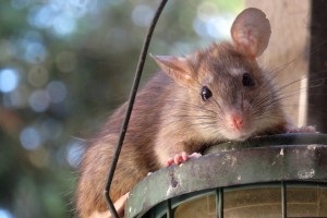 Rat extermination, Pest Control in Muswell Hill, N10. Call Now 020 8166 9746