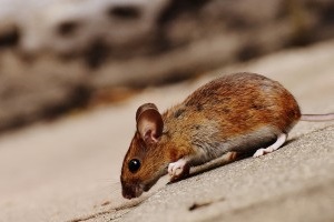 Mouse extermination, Pest Control in Muswell Hill, N10. Call Now 020 8166 9746