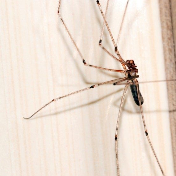 Spiders, Pest Control in Muswell Hill, N10. Call Now! 020 8166 9746