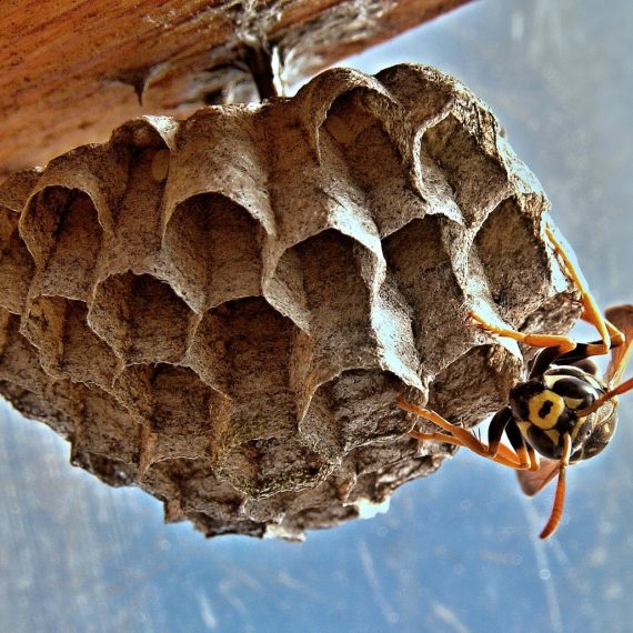 Wasps Nest, Pest Control in Muswell Hill, N10. Call Now! 020 8166 9746